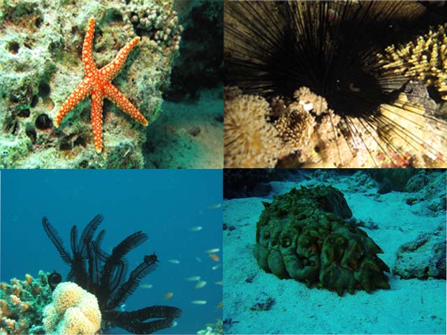 Echinodermes
