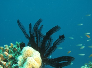 Crinoide noire