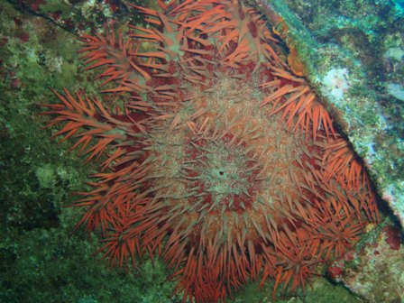 Acanthaster 