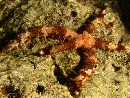 Mythrodia