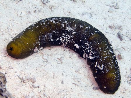 Concombre de mer noir