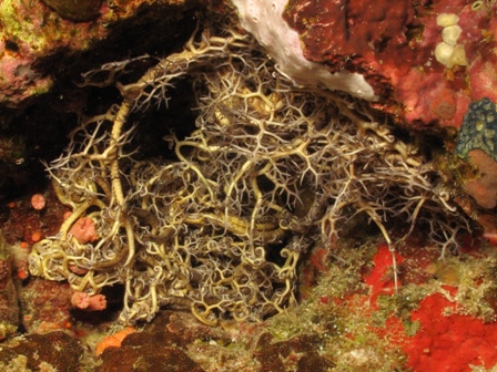 Astroboa