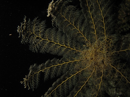 astroboa