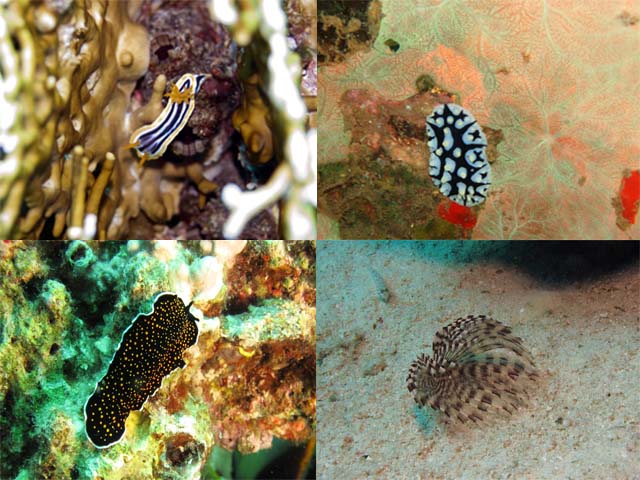 Nudibranches et vers