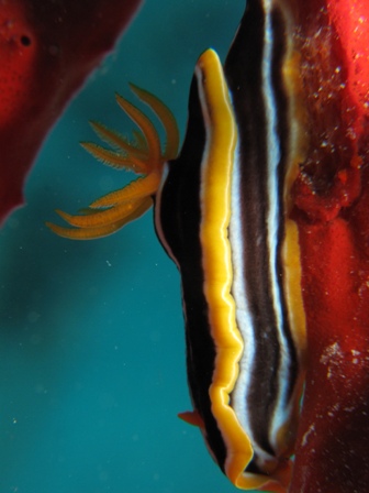 Chromodoris