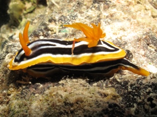 Nudibranches
