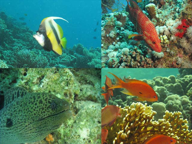 Poissons