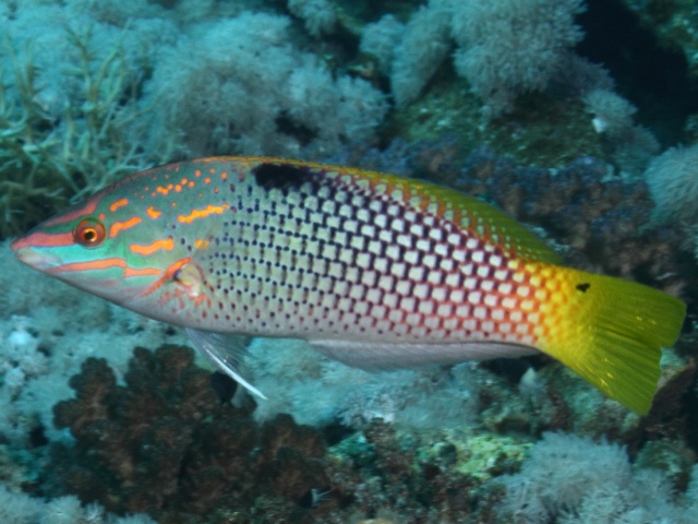 echiquier