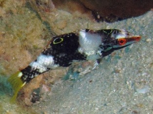 Echiqiuer Juvénile