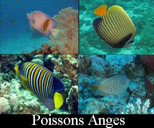 Poissons Anges