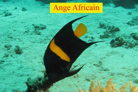 Poisson Ange Africain