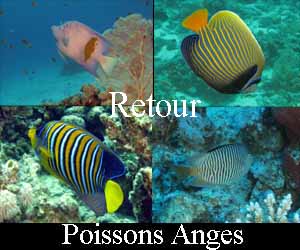 Retour