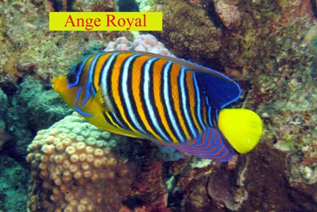 Ange Royal