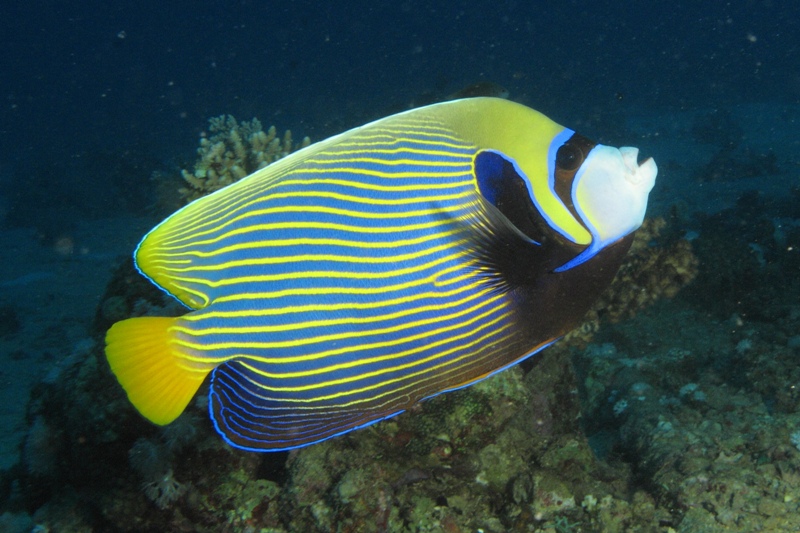 Poisson Ange Empereur