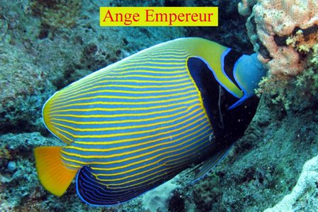 Poisson Ange Empereur
