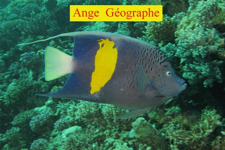 Poisson Ange Gographe