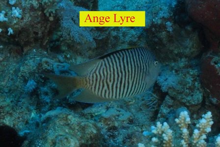 Poisson Ange Lyre
