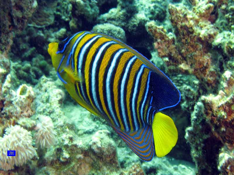 Poisson Ange Royal