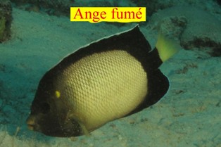 Ange fum