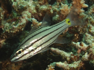 Cheilodipterus quinquelineatus