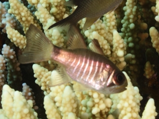 Apogon zebrinus