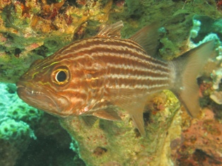 Cheilodipterus macrodon