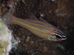 Apogon cyanosomus