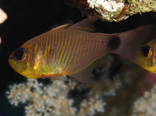 Archamia fucata