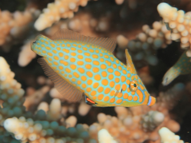 Oxymonacanthus Halli