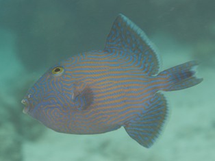 Balistidae