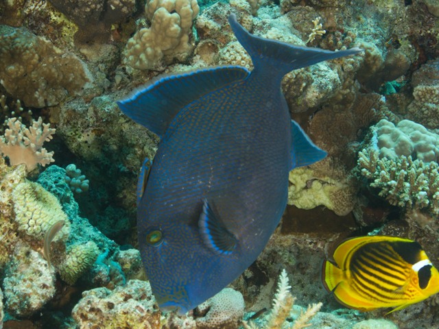 Pseudobalistes fuscus