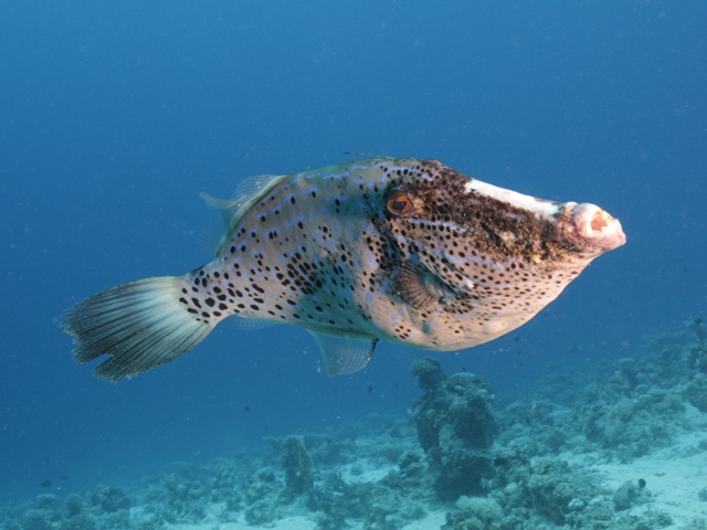 Aluterus scriptus