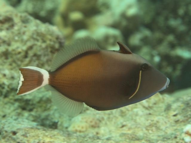 Sufflamen albicaudatus