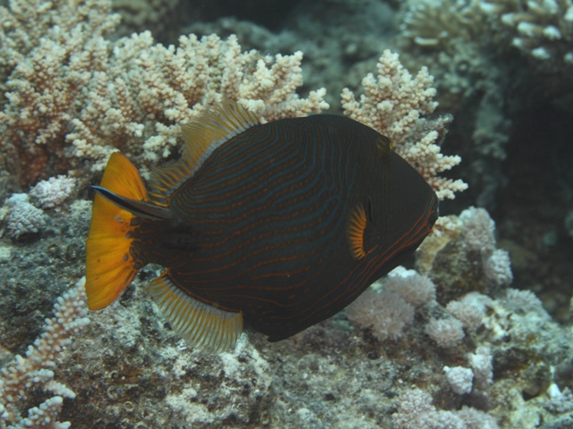 Balistapus undulatus