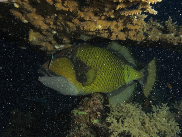 Balistoides viridescens