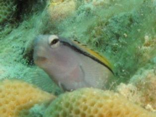 Blennies