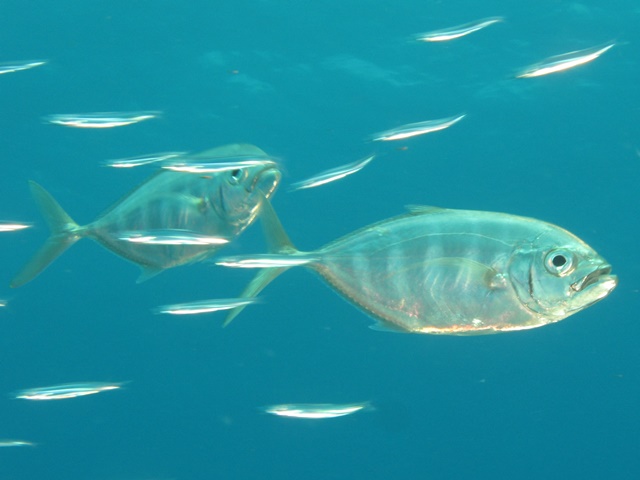 Carangoides Ferdau