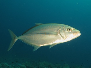 carangues