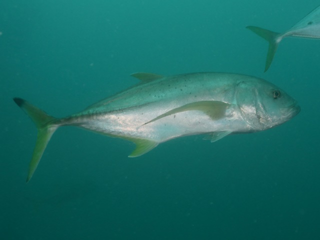 Caranx Heneri