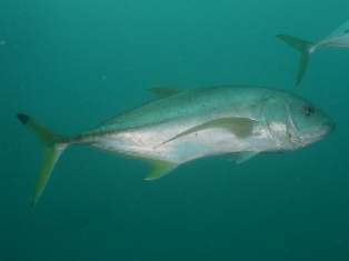 caranx heberi