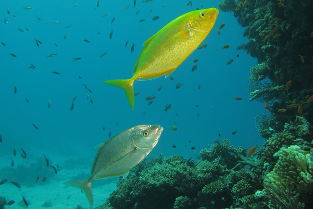 Carangoides Bajad