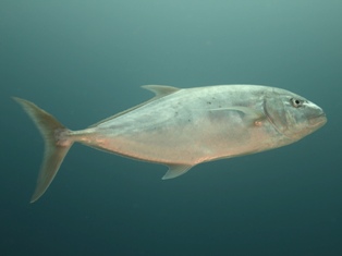 carangoides fulvogustatus