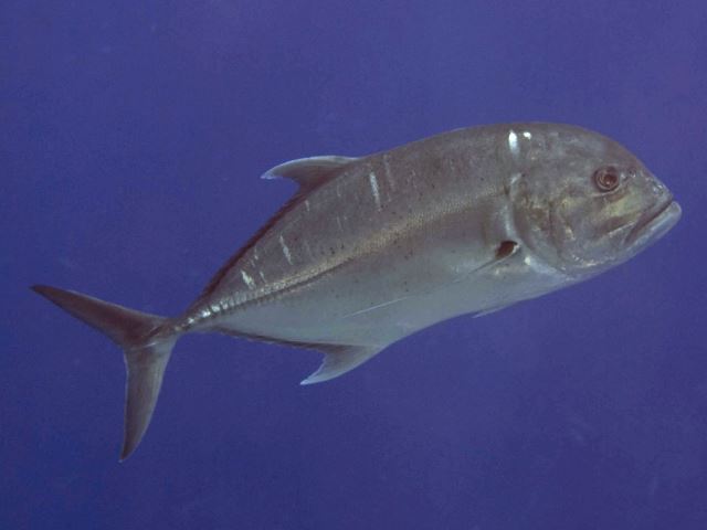 Caranx Ignobilis