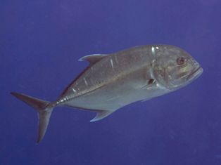 caranx ignobilis