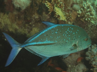 caranx melampygus