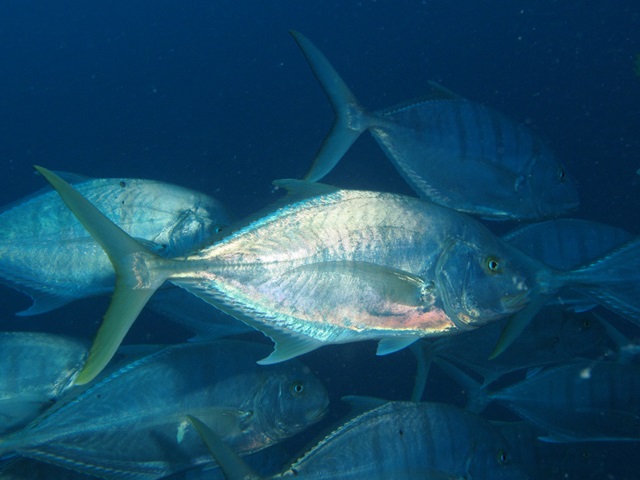Gnathanodon Speciosus