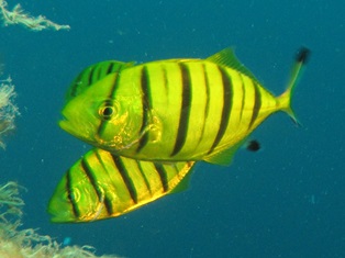 Gnathanodon Speciosus Juv