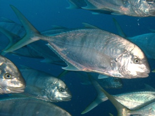 gnathanodon speciasus