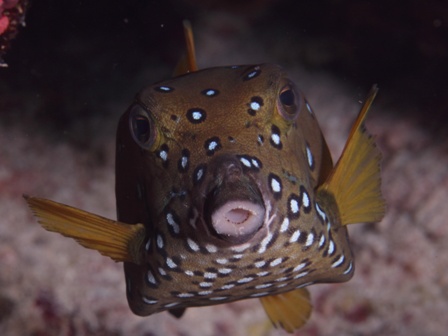 Ostracion Juvenile