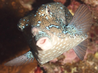 Ostraciidae